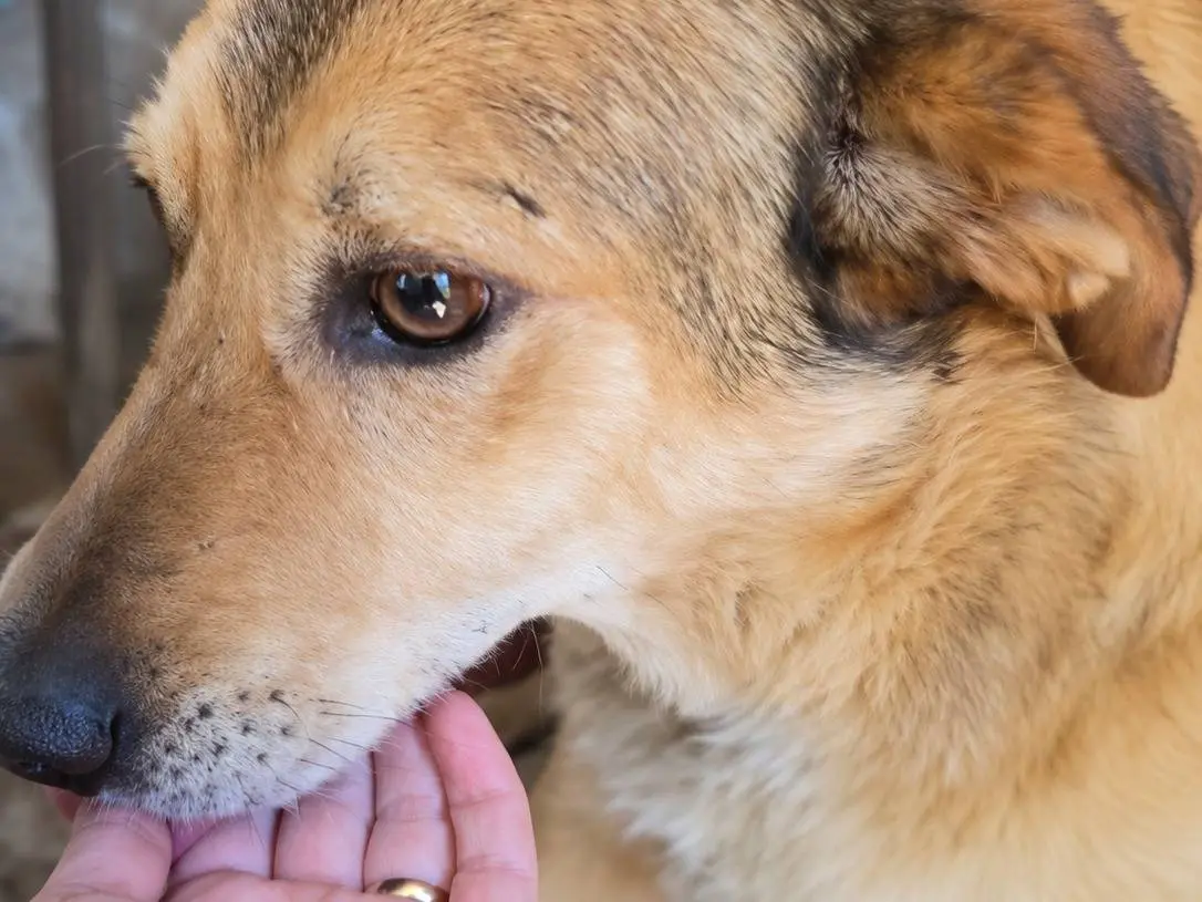 Adotta un cane, taglia grande, maschio, Avellino