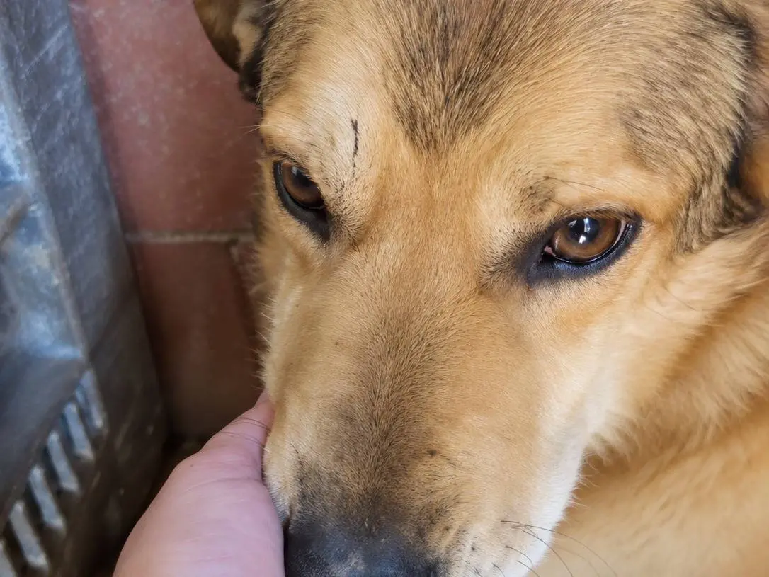 Adotta un cane, maschio, 4 anni, Avellino