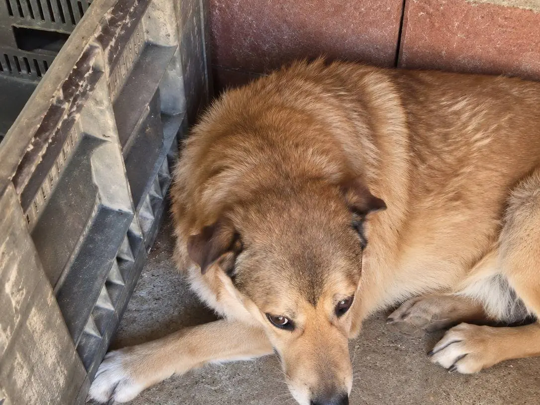 Vuoi adottare un cane a Avellino?
