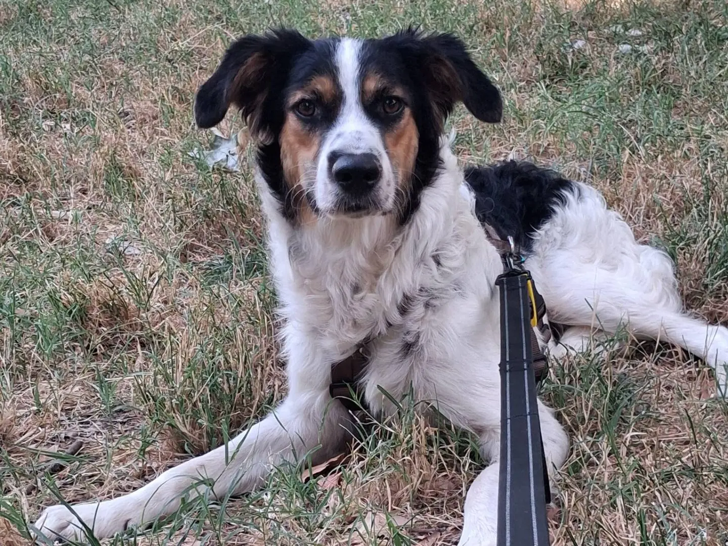 Adotta un cane, taglia media, maschio, Milano
