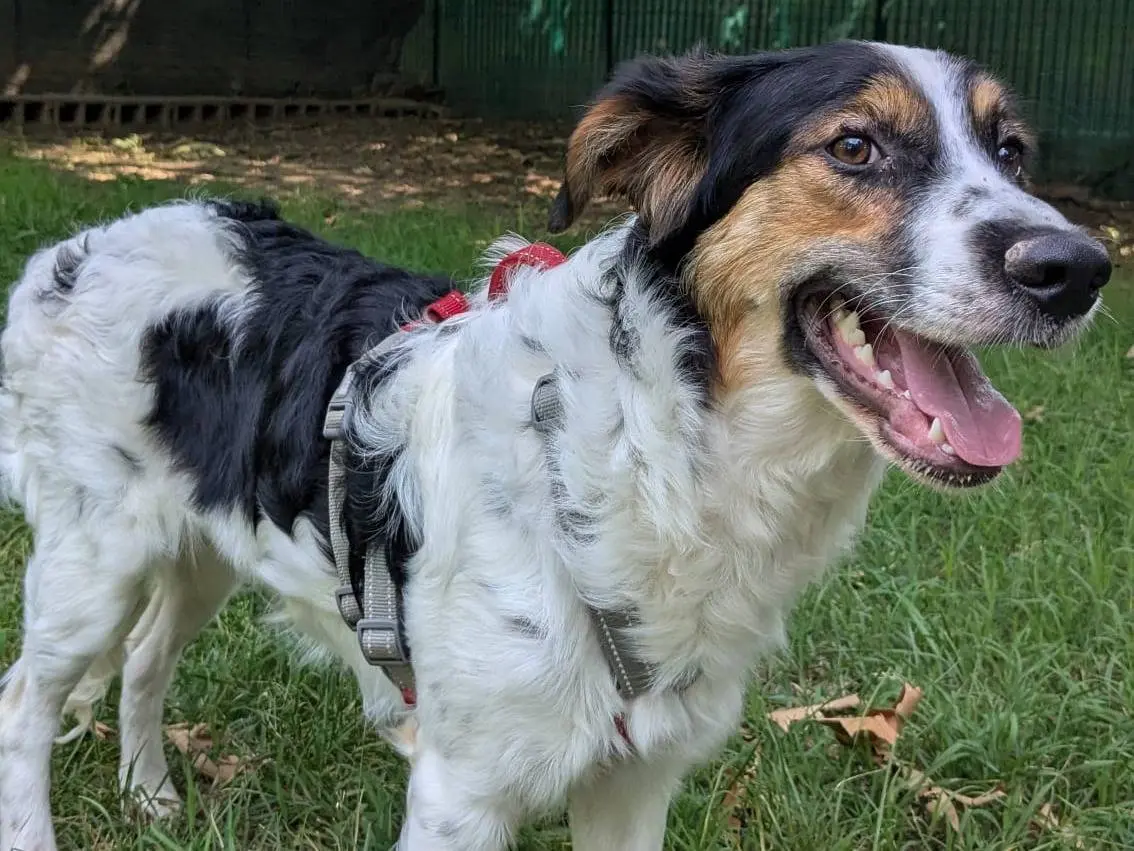 Adotta un cane, maschio, 10 mesi, Milano