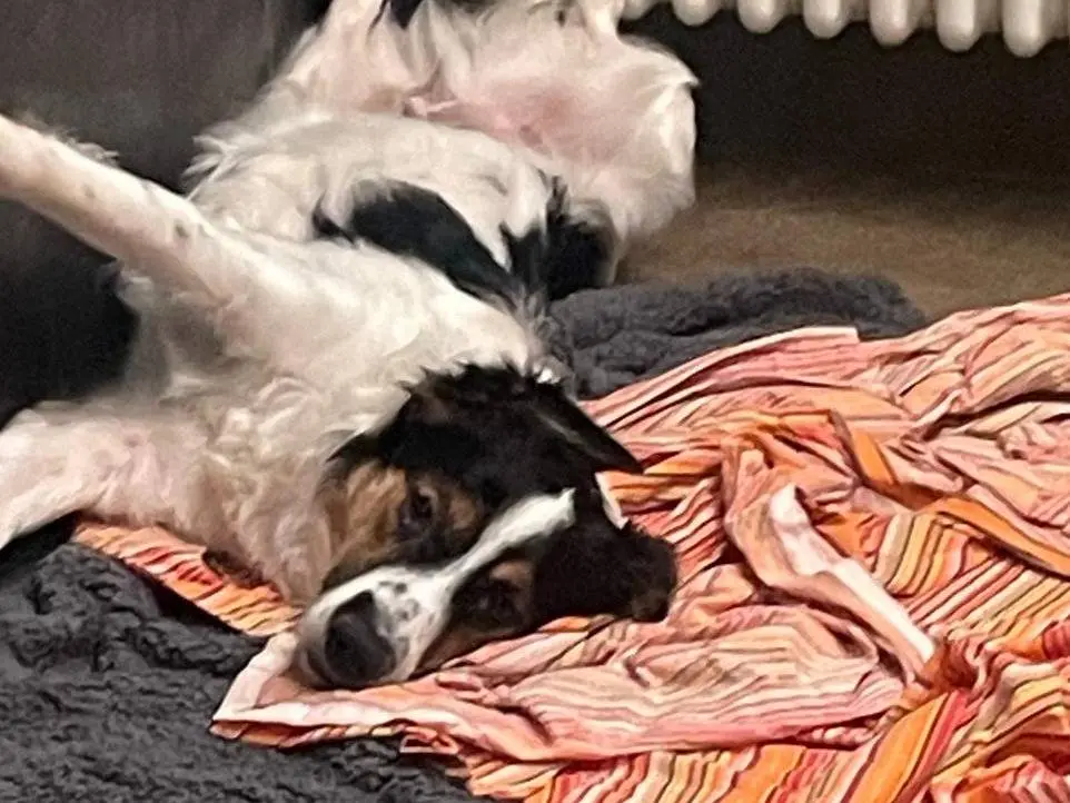 Adotta il cane ROY a Milano