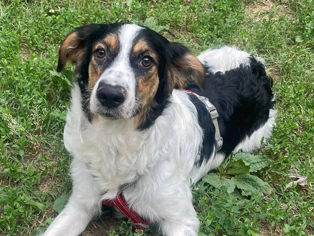 Adozione cane, maschio, Razza sconosciuta Razza sconosciuta, 10 mesi, taglia media, Milano