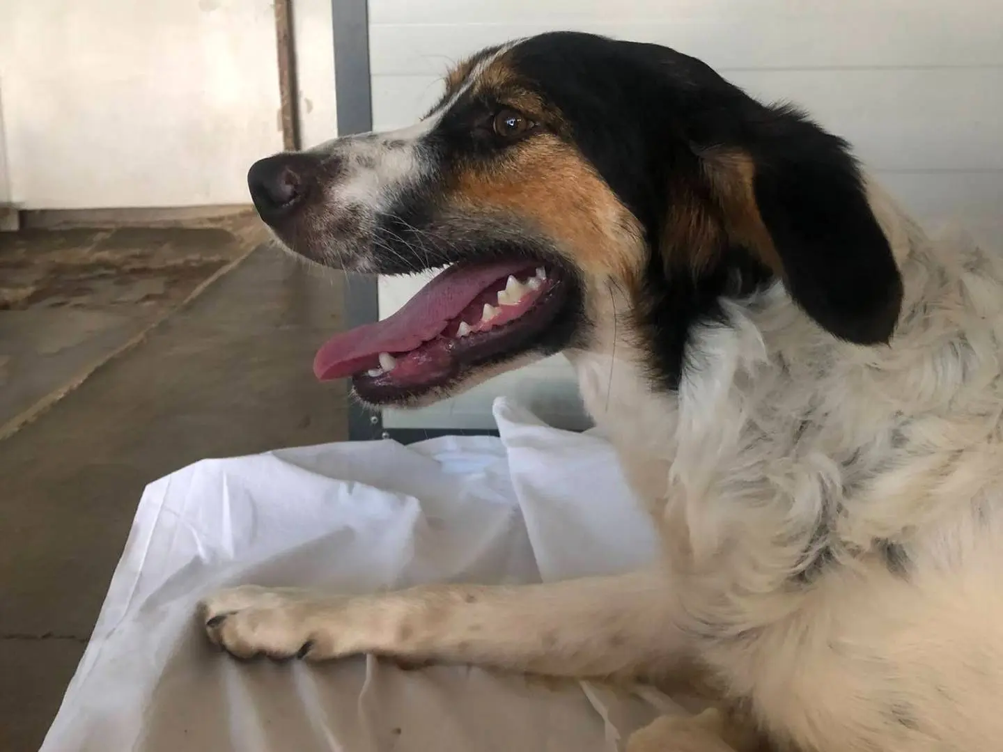 Vuoi adottare un cane a Milano?