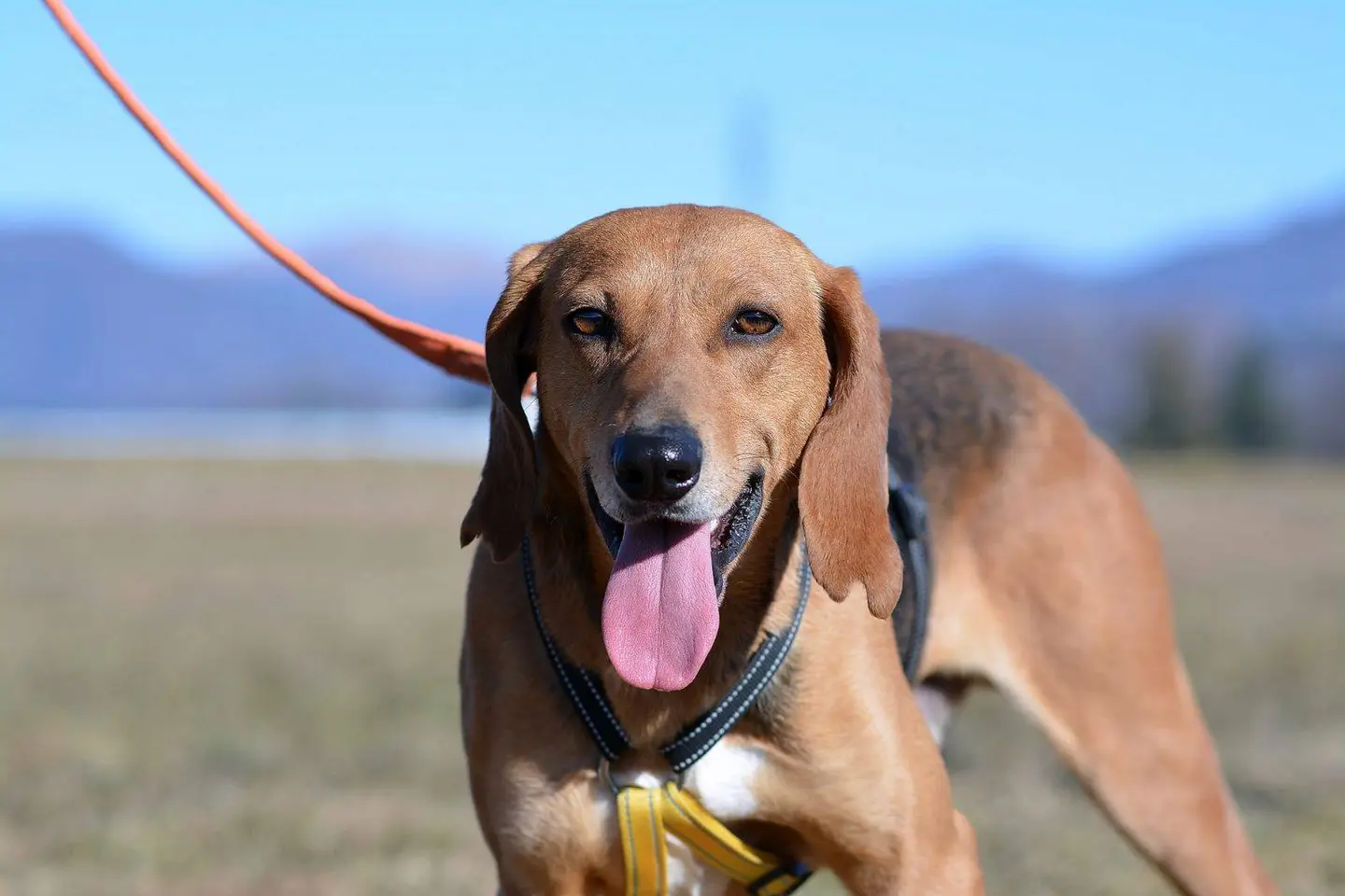 Adozione cane, maschio, meticcio, 6 anni e 4 mesi, taglia media, Como