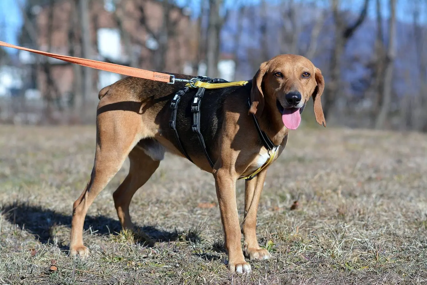 Adotta un cane, maschio, 6 anni e 4 mesi, Como