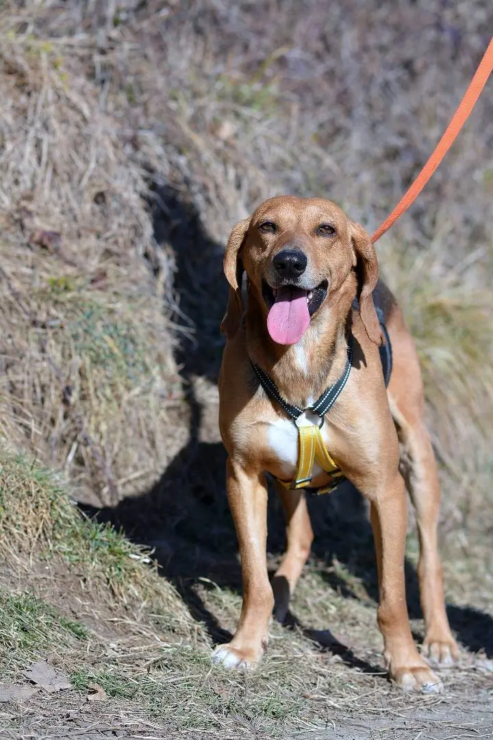 Adotta un cane, taglia media, maschio, Como