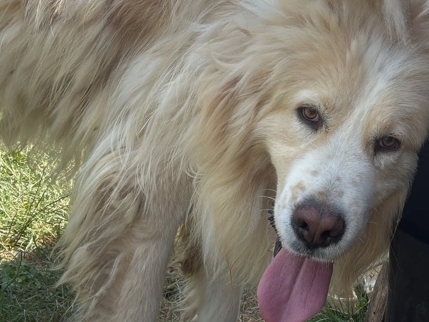 Adotta un cane, taglia grande, maschio, Frosinone