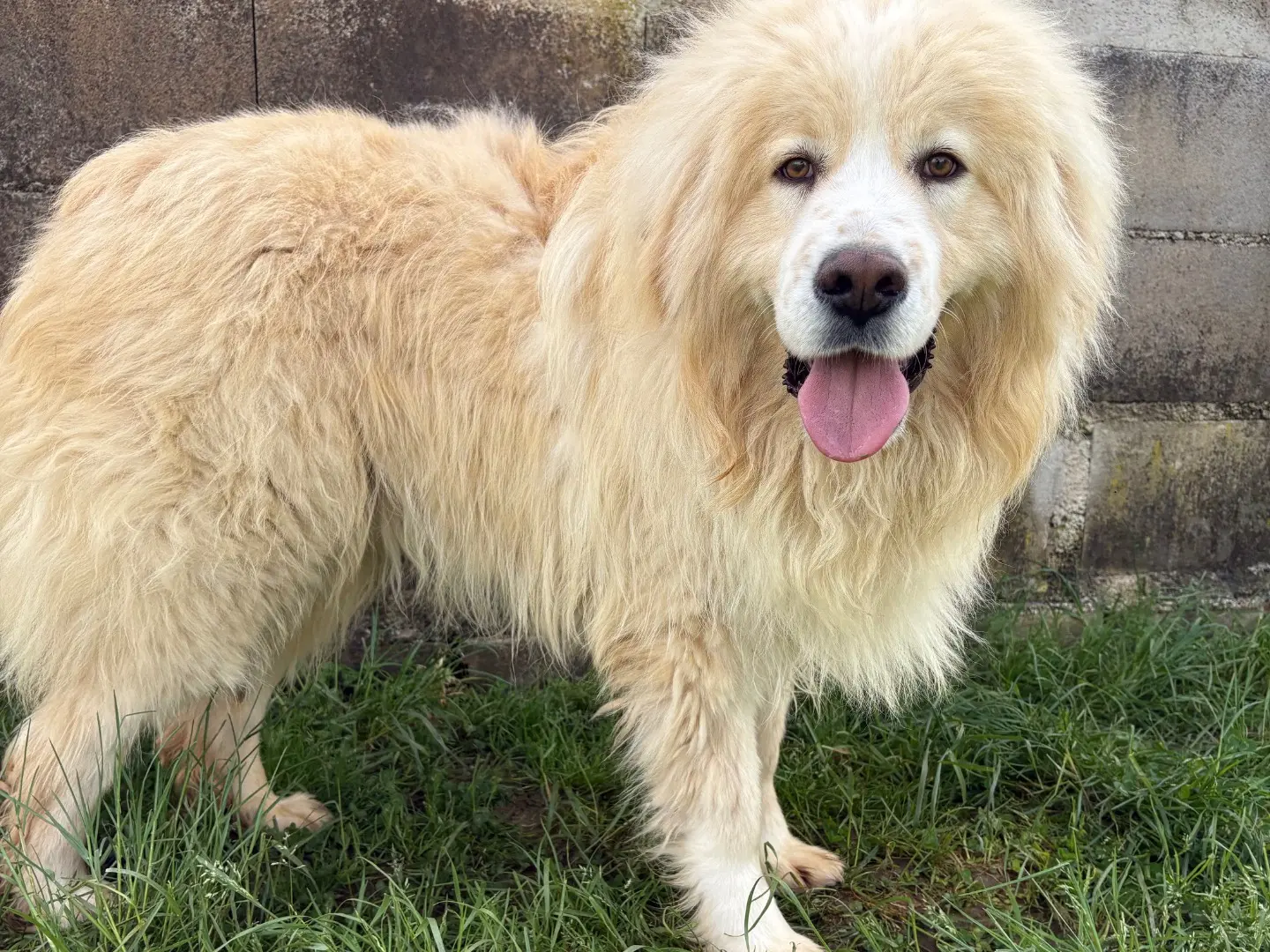 Adozione cane, maschio, Pastore maremmano Razza sconosciuta, 6 anni e 2 mesi, taglia grande, Frosinone