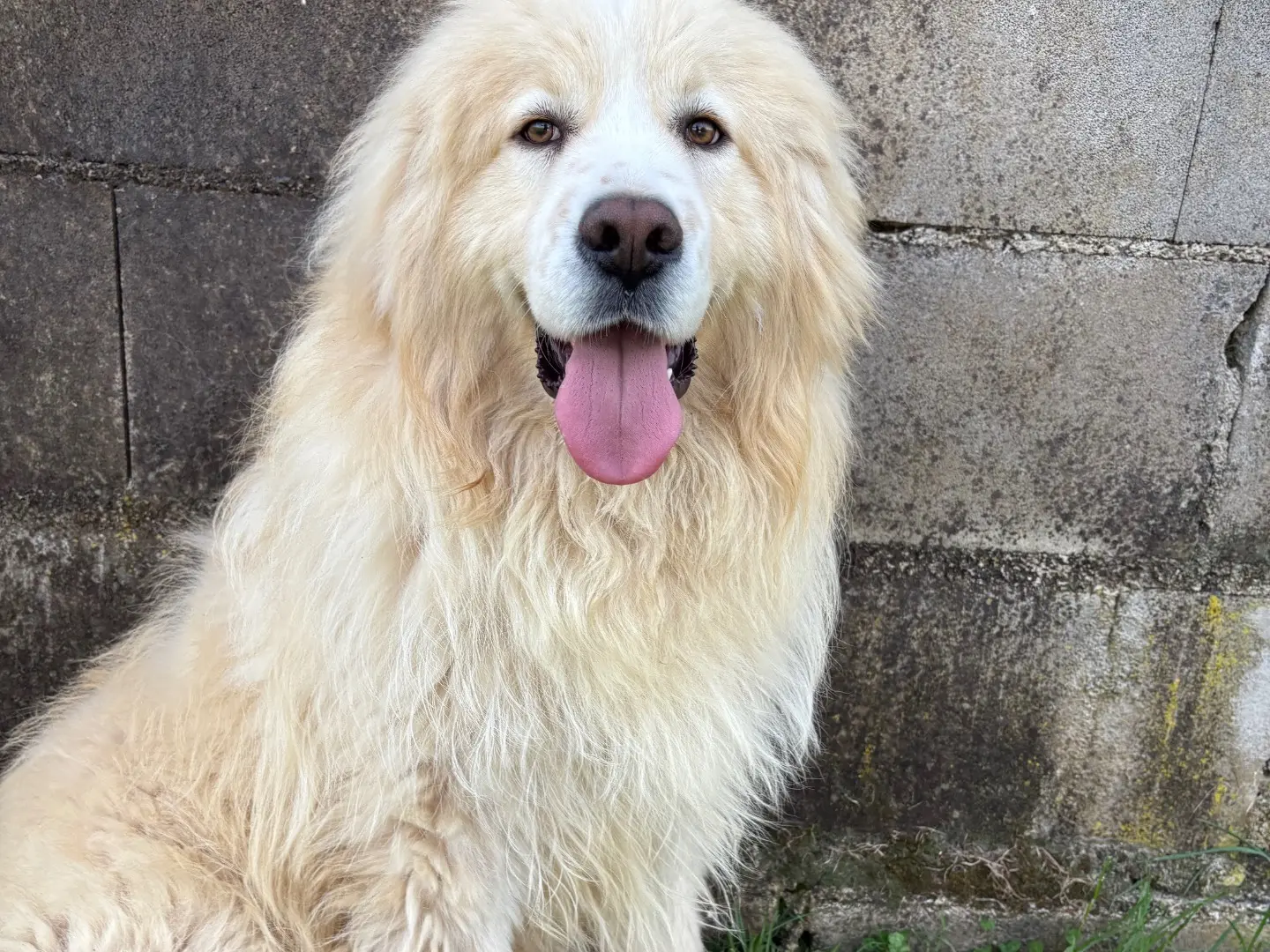 Adotta un cane, maschio, 6 anni e 2 mesi, Frosinone