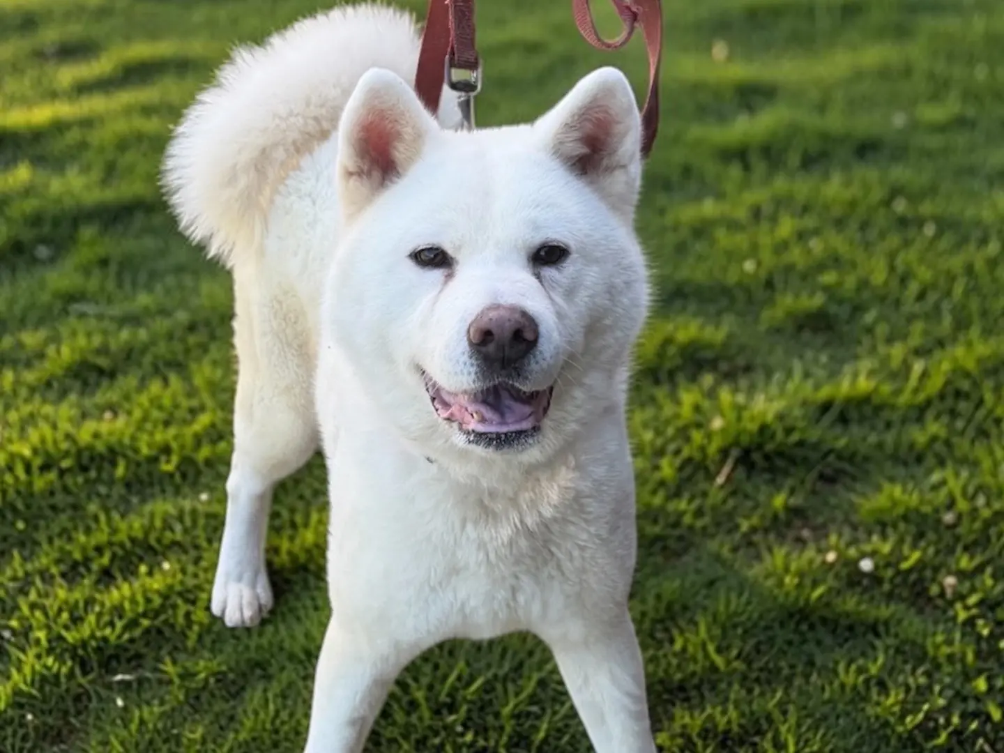 Adotta un cane, taglia media, femmina, Messina