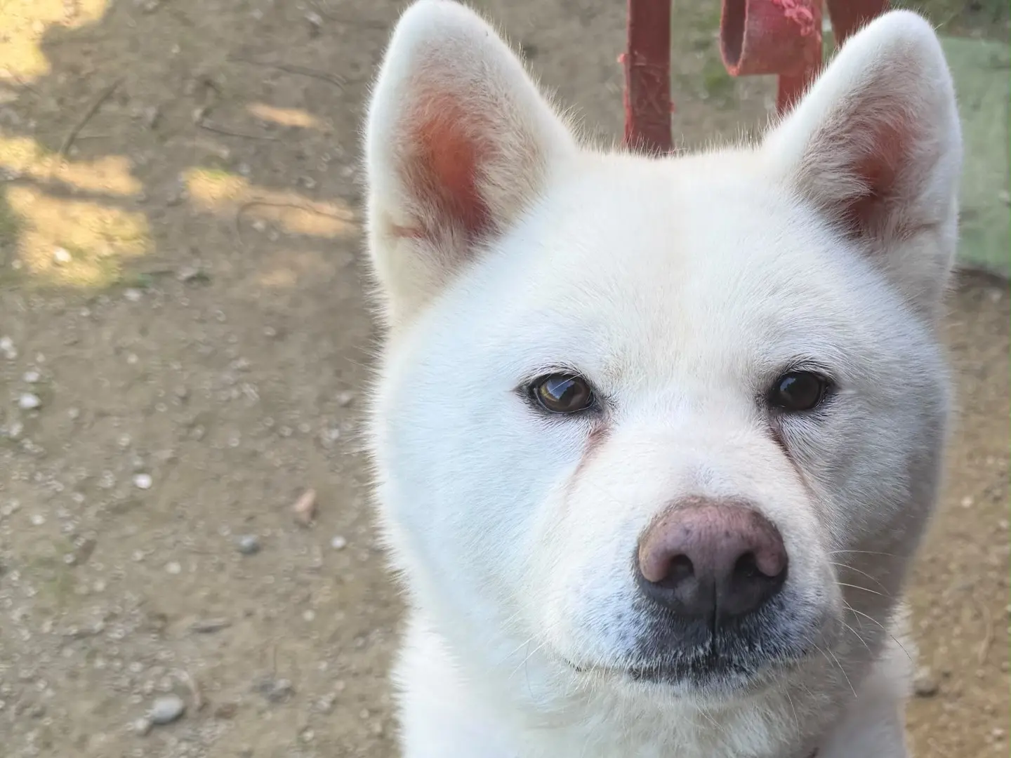Adotta un cane, femmina, 6 anni e 9 mesi, Messina