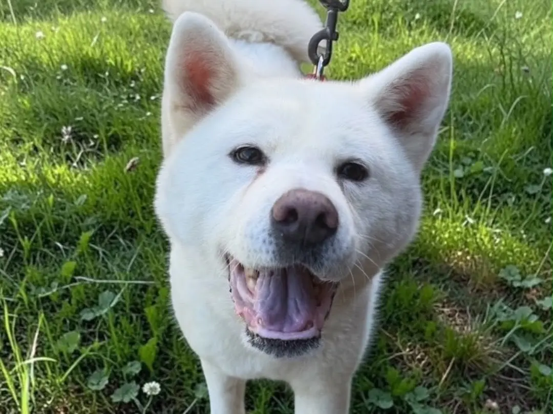 Adozione cane, femmina, Akita Razza sconosciuta, 6 anni e 9 mesi, taglia media, Messina