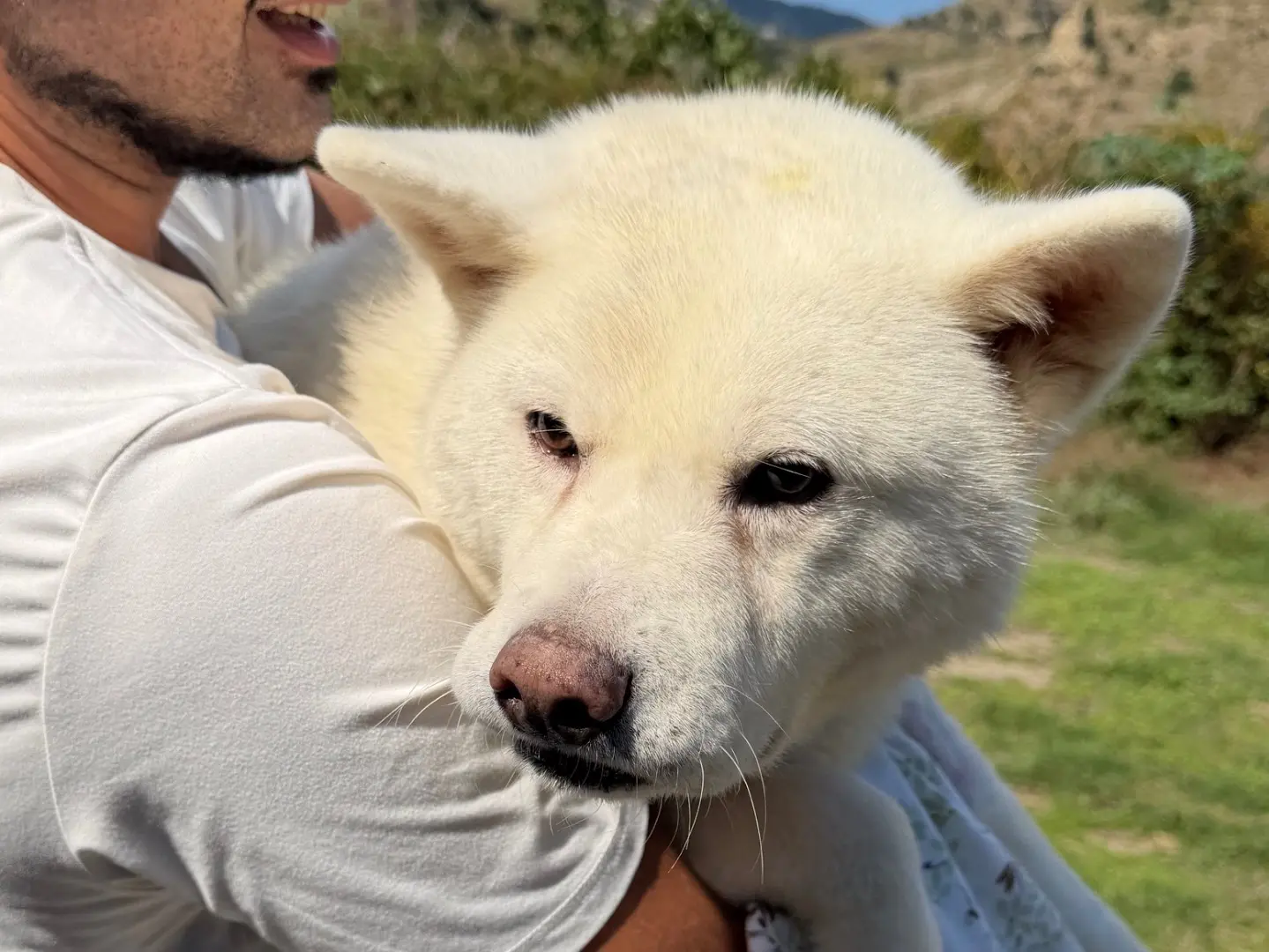 Vuoi adottare un cane a Messina?