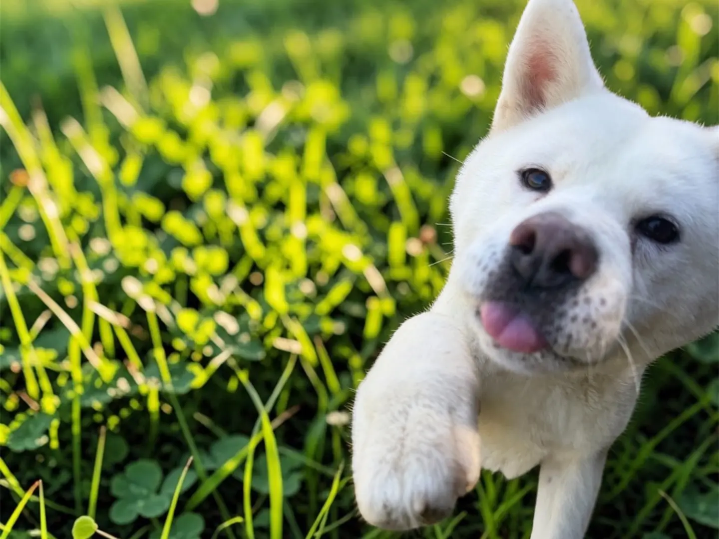 Adotta il cane Iole a Messina