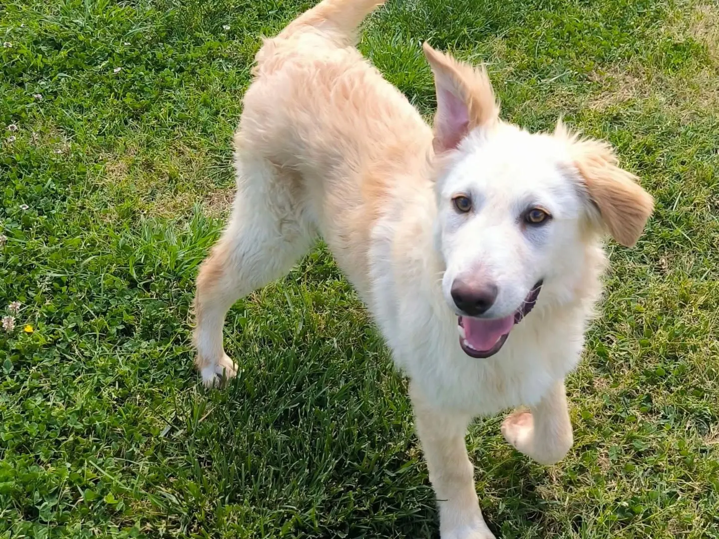 Adozione cane, maschio, Razza sconosciuta Razza sconosciuta, 1 anno e 2 mesi, taglia media, Cosenza