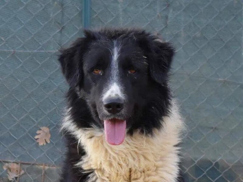 Adotta un cane, maschio, 4 anni e 1 mese, Matera