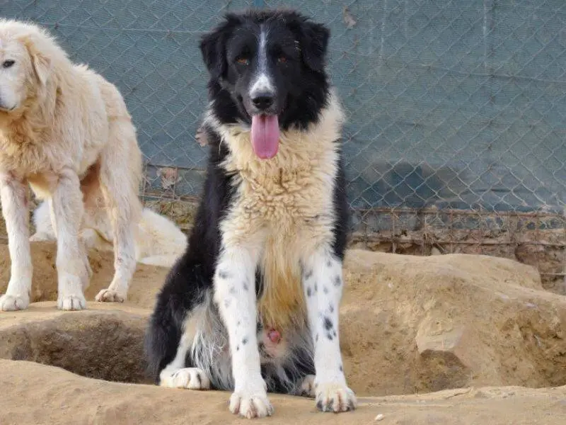 Adozione cane, maschio, Border Collie Razza sconosciuta, 4 anni e 1 mese, taglia grande, Matera