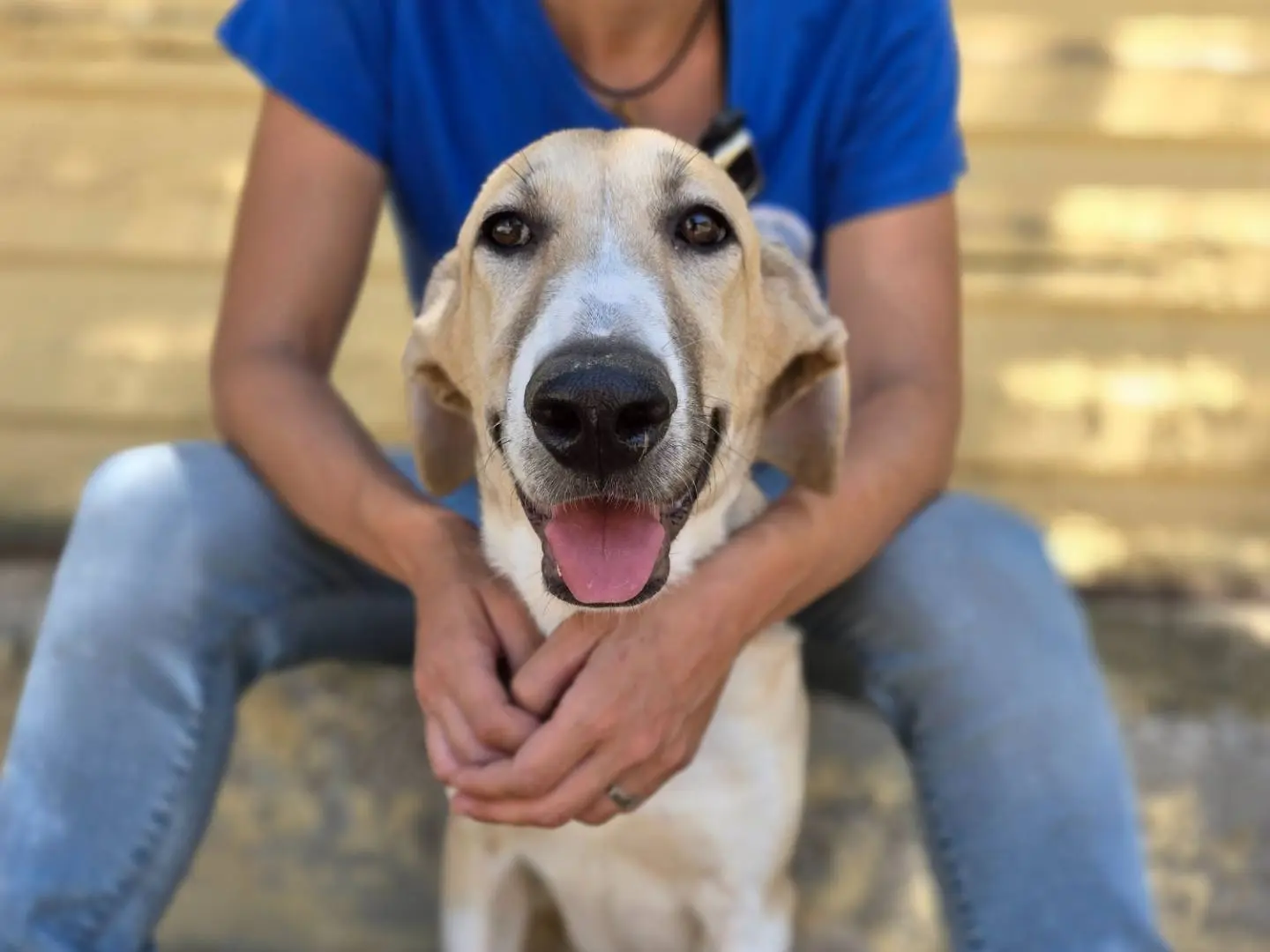 Adotta il cane Bionda a Siracusa