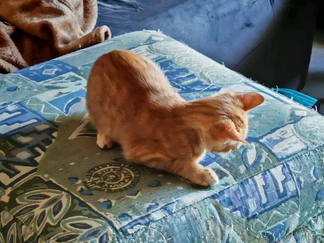 Adotta un gatto, maschio, 3 mesi, Bari