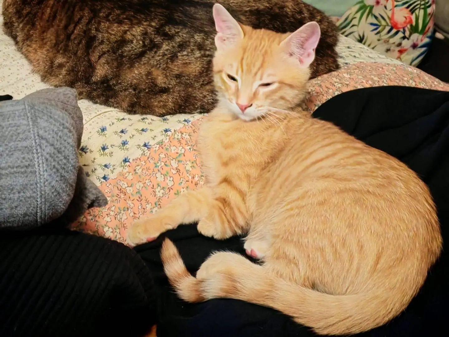 Adotta un gatto, taglia non valida, maschio, Bari