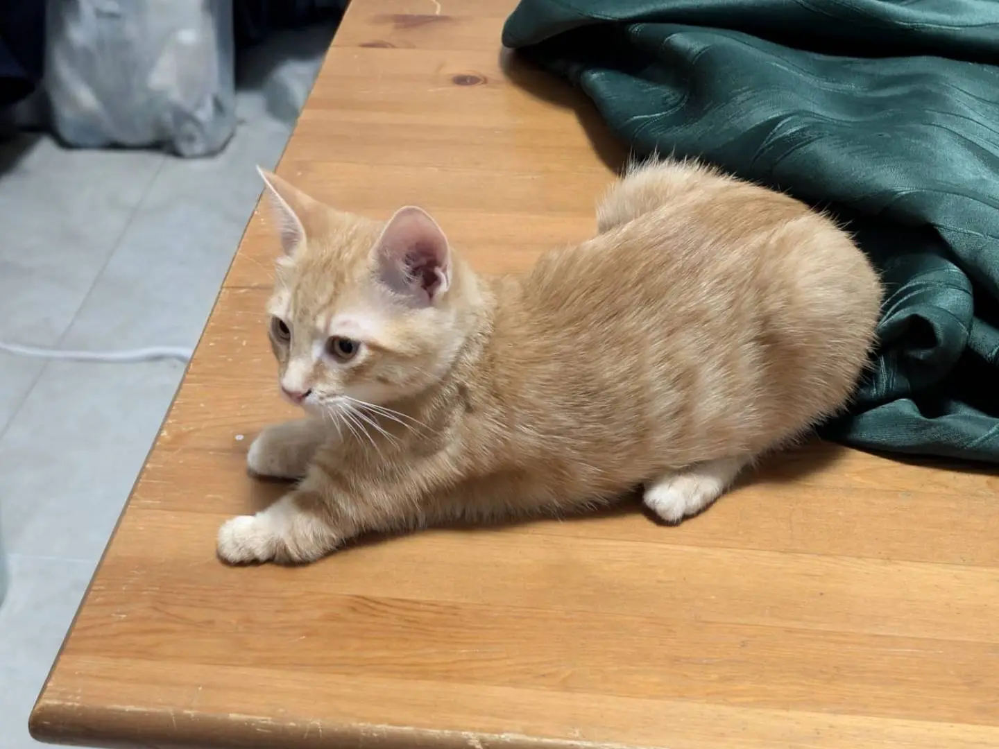 Adozione gatto, maschio, Razza sconosciuta Razza sconosciuta, 3 mesi, taglia non valida, Bari