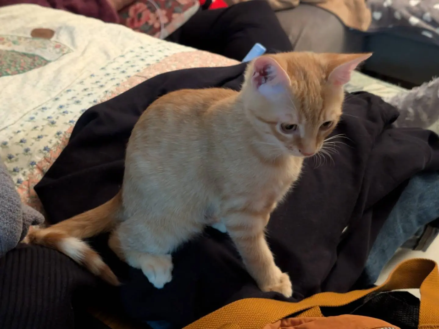 Vuoi adottare un gatto a Bari?