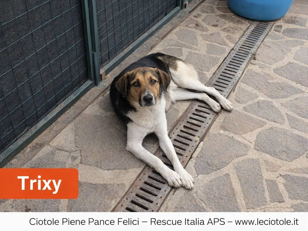 Adotta un cane, taglia media, femmina, Avellino