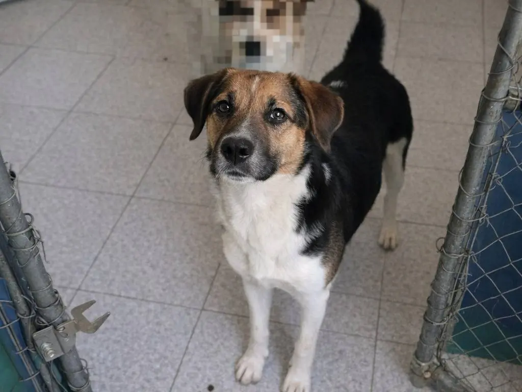 Adotta un cane, femmina, 8 mesi, Avellino