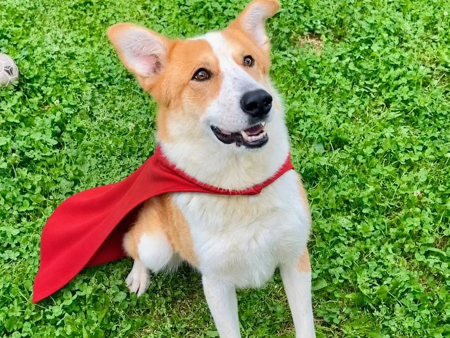 Adozione cane, maschio, Razza sconosciuta Razza sconosciuta, 2 anni e 7 mesi, taglia media, Cuneo