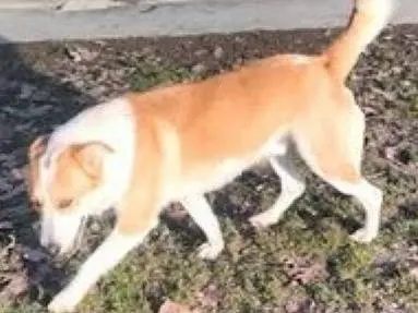 Adotta un cane, taglia media, maschio, Cuneo