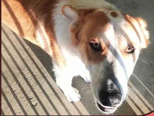 Vuoi adottare un cane a Cuneo?
