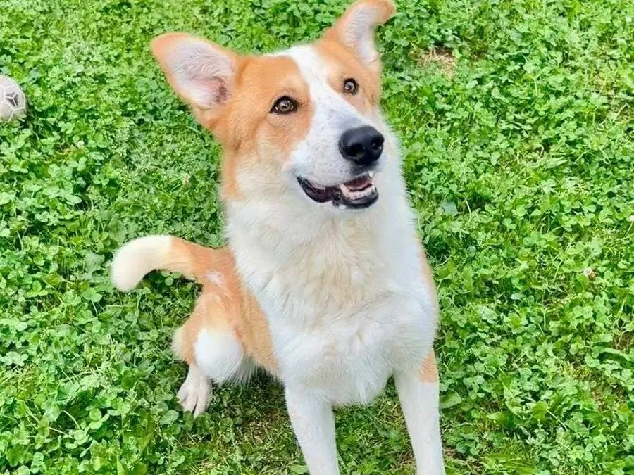 Adotta un cane, maschio, 2 anni e 7 mesi, Cuneo