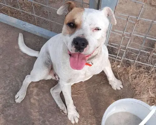 Adotta un cane, maschio, 5 anni e 9 mesi, Caserta