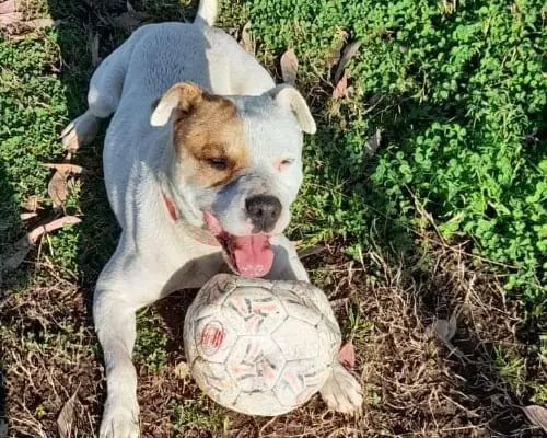 Adozione cane, maschio, Pitbull, 5 anni e 9 mesi, taglia media, Caserta