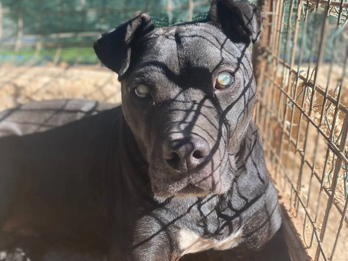 Vuoi adottare un cane a Bari?