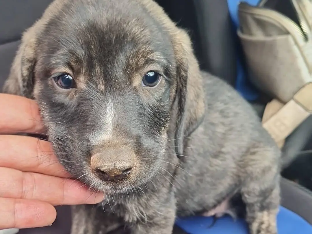 Adotta il cane GIORGY a Vibo
