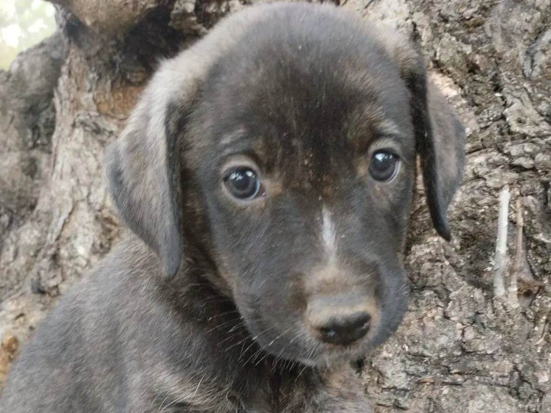 Vuoi adottare un cane a Vibo?
