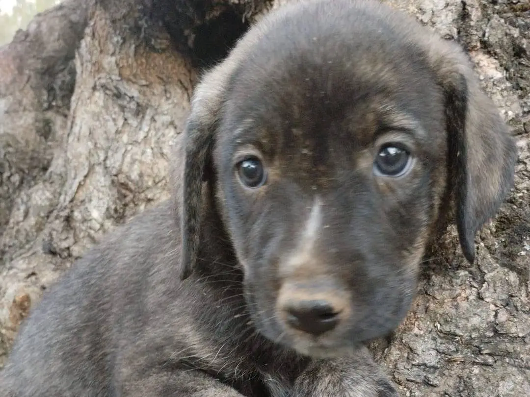 Adozione cane, femmina, Razza sconosciuta Razza sconosciuta, 4 mesi, taglia media, Vibo