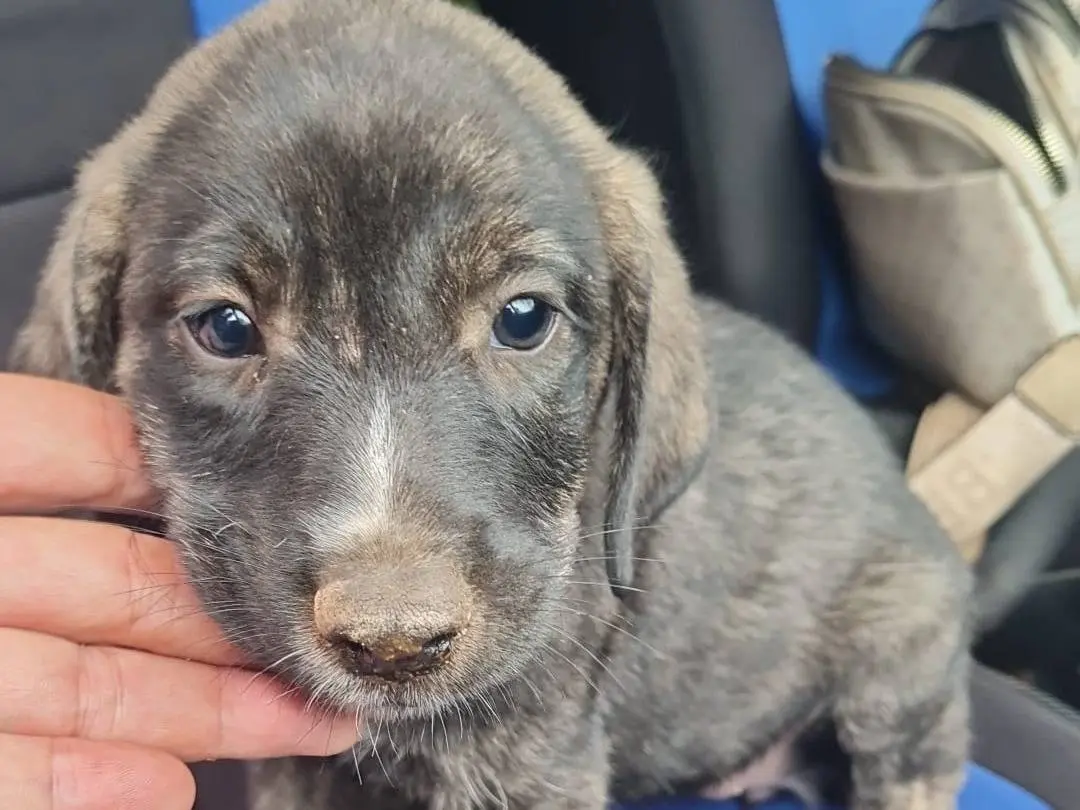 Adotta un cane, taglia media, femmina, Vibo