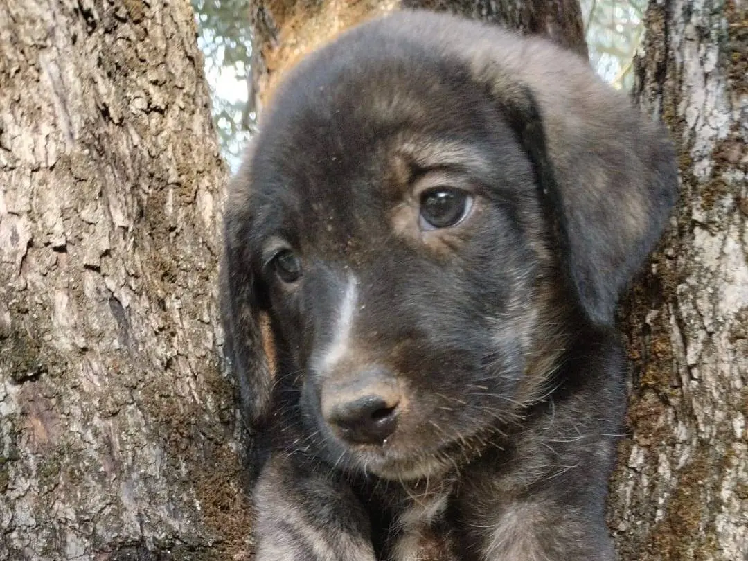 Adotta un cane, femmina, 4 mesi, Vibo
