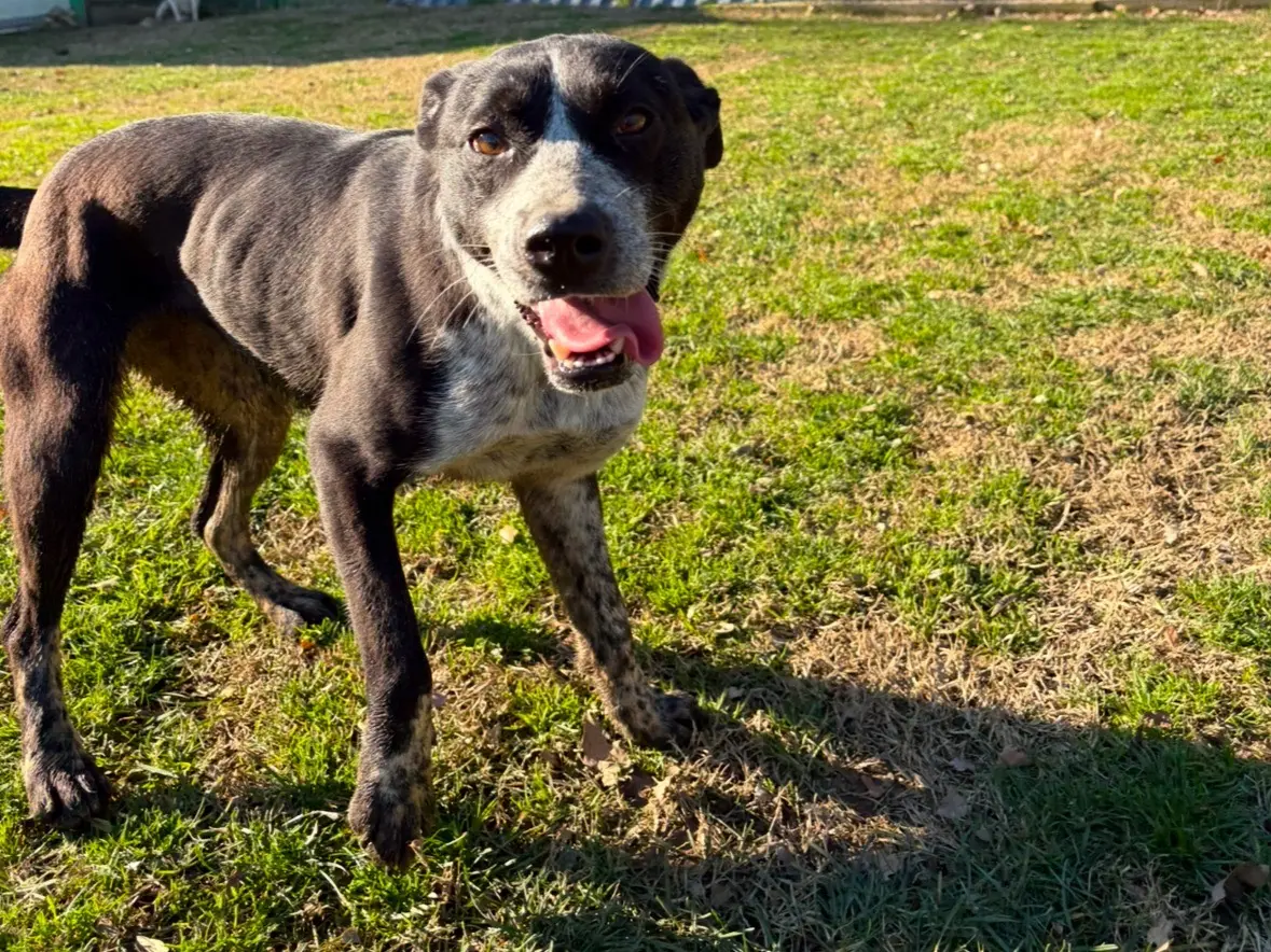 Adozione cane, femmina, Pitbull Razza sconosciuta, 3 anni e 3 mesi, taglia grande, Frosinone