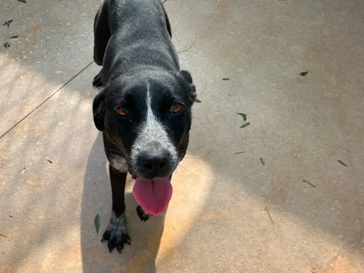 Adotta un cane, femmina, 3 anni e 3 mesi, Frosinone