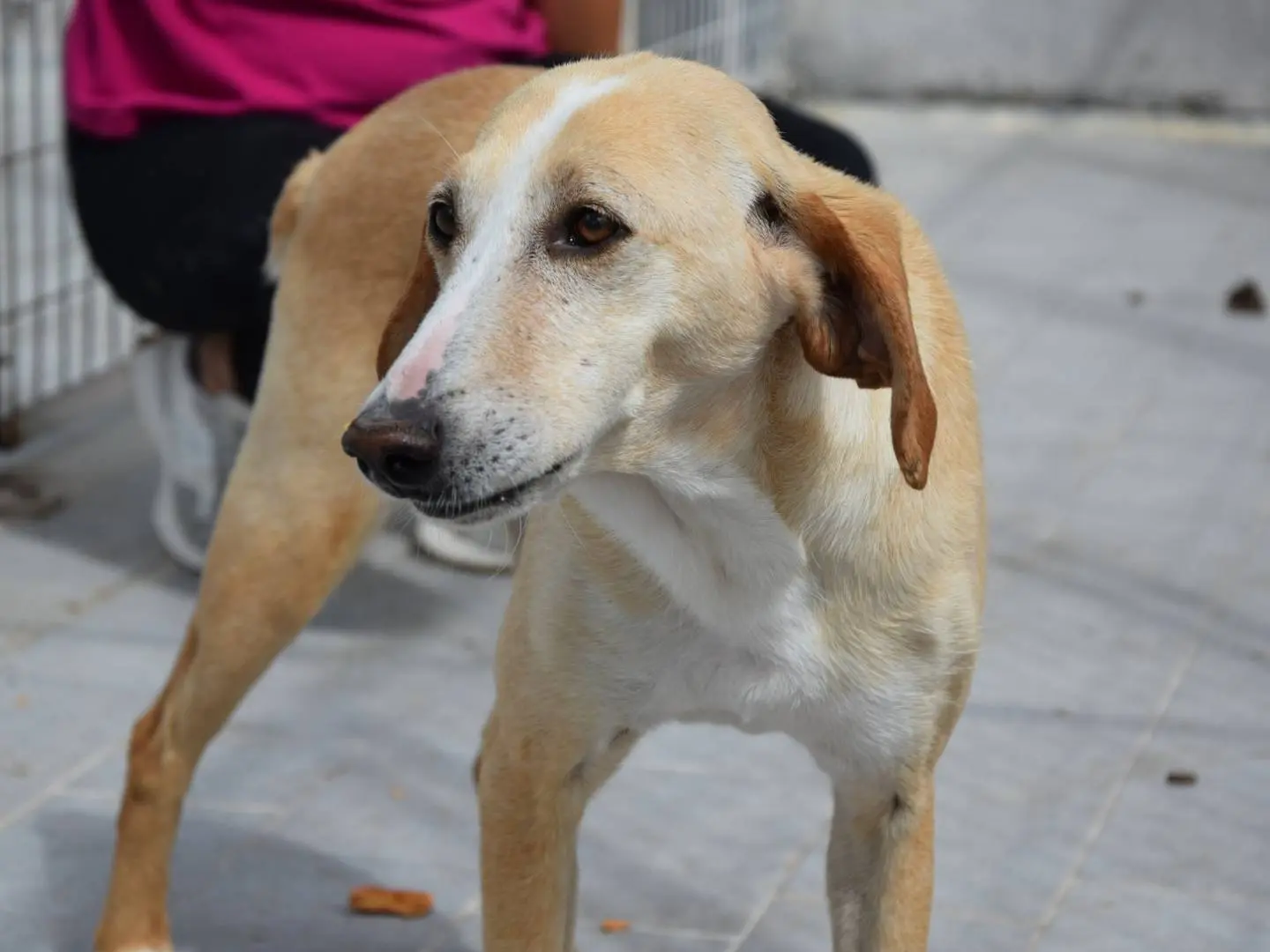 Adozione cane, maschio, Razza sconosciuta Razza sconosciuta, 5 anni e 11 mesi, taglia media contenuta, Milano