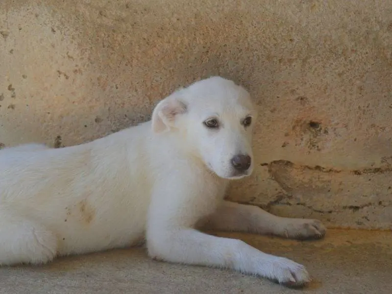 Foto 3 dell'animale