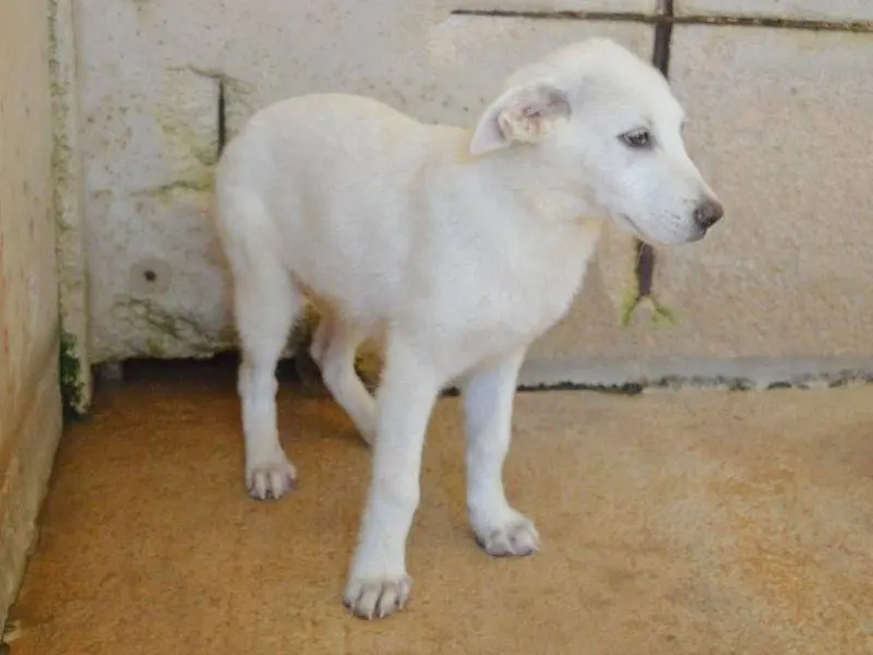 Vuoi adottare un cane a Roma?