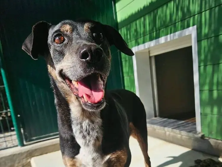Adozione cane, femmina, Razza sconosciuta Razza sconosciuta, 12 anni e 9 mesi, taglia media, Pavia