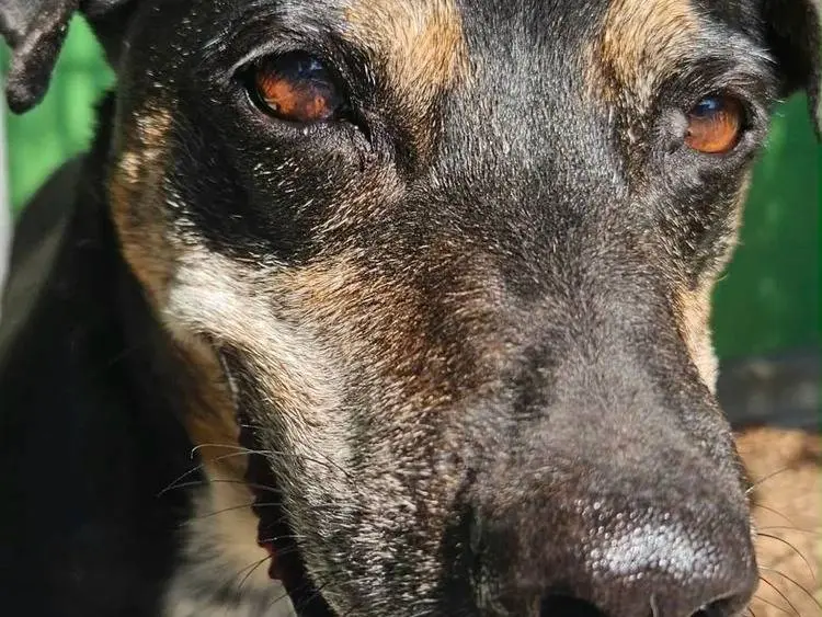 Adotta un cane, femmina, 12 anni e 9 mesi, Pavia