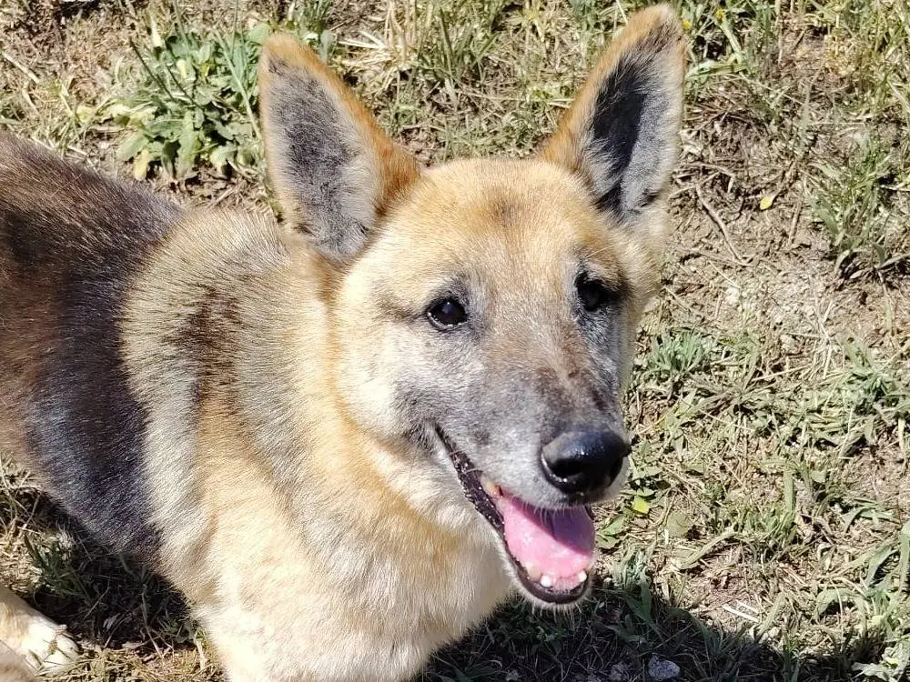 Adotta un cane, maschio, 11 anni e 2 mesi, Roma