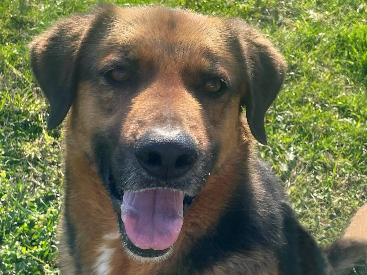 Adotta un cane, taglia media, maschio, Pavia